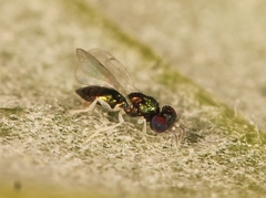 Achrysocharoides atys