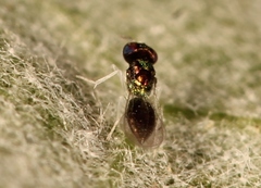 Achrysocharoides atys