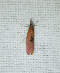 Canuza euspilella