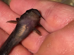Ameiurus brunneus