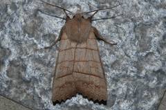 Eupsilia quadrilinea