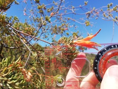 Lambertia ericifolia
