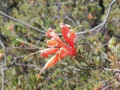 Lambertia ericifolia