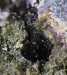 Phallusia fumigata