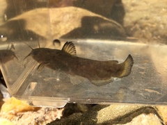 Ameiurus brunneus