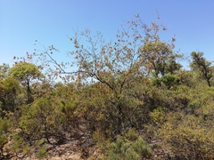 Lambertia ericifolia