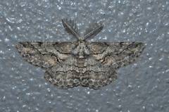 Megabiston plumosaria