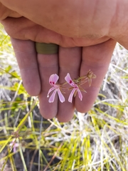 Pelargonium ranunculophyllum