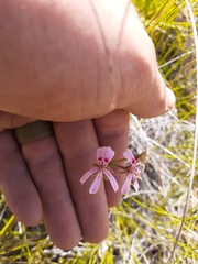 Pelargonium ranunculophyllum