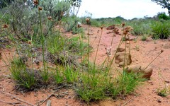 Bulbostylis contexta