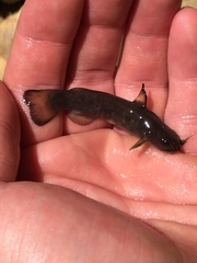 Ameiurus brunneus