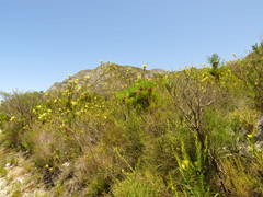 Aspalathus excelsa