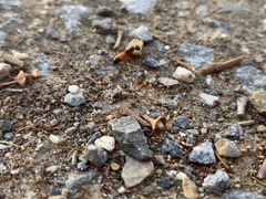 Opisthopsis