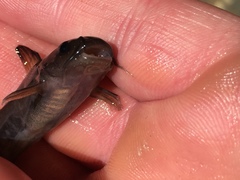 Ameiurus brunneus