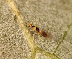 Cirrospilus lyncus