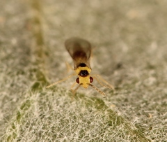 Cirrospilus lyncus