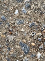 Opisthopsis