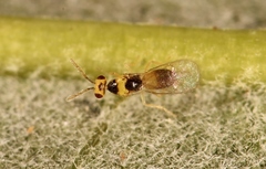 Cirrospilus lyncus