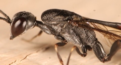 Gasteruption jaculator