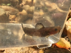 Ameiurus brunneus