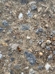 Opisthopsis