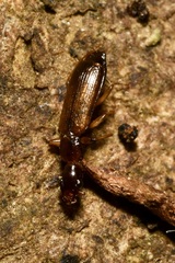 Paradromius linearis