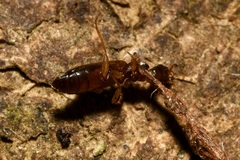 Paradromius linearis