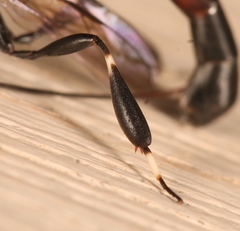 Gasteruption jaculator