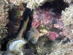 Serpula vermicularis