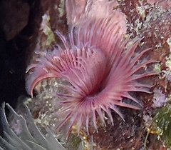 Serpula vermicularis