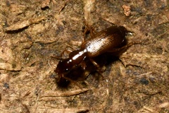 Paradromius linearis