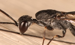 Gasteruption jaculator