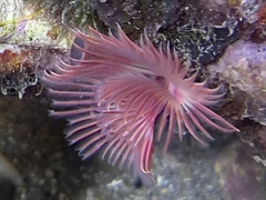 Serpula vermicularis