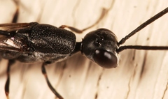 Gasteruption jaculator