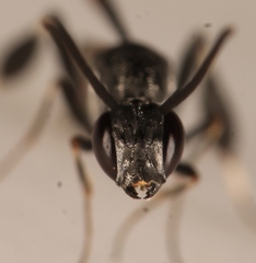 Gasteruption jaculator