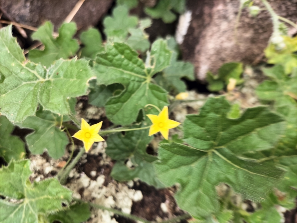 Cucumis bryoniifolius