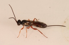 Isadelphus inimicus