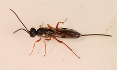 Isadelphus inimicus