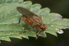 Scathophaga suilla