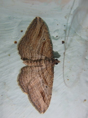 Costaconvexa polygrammata