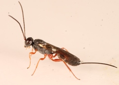 Isadelphus inimicus