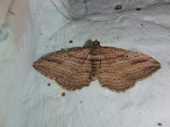 Costaconvexa polygrammata
