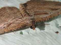 Costaconvexa polygrammata