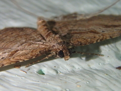 Costaconvexa polygrammata