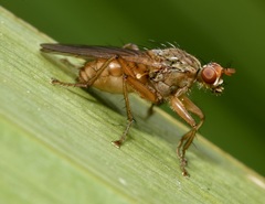 Scathophaga suilla