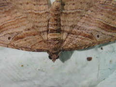 Costaconvexa polygrammata