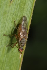 Scathophaga suilla