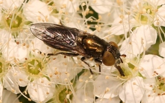 Riponnensia splendens