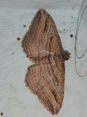 Costaconvexa polygrammata