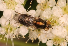 Riponnensia splendens